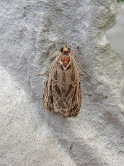 Olethreutes tilianum