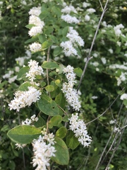 Ligustrum sinense