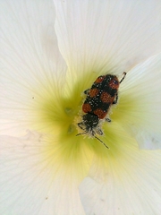 Astylus trifasciatus