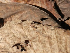 Ichneumonidae