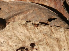 Ichneumonidae