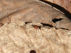 Ichneumonidae