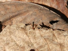 Ichneumonidae