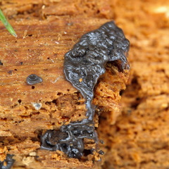 Cribraria argillacea