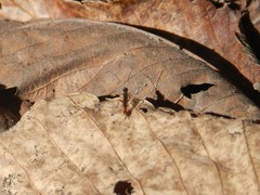Ichneumonidae