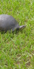 Deirochelys reticularia chrysea