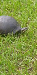 Deirochelys reticularia chrysea image