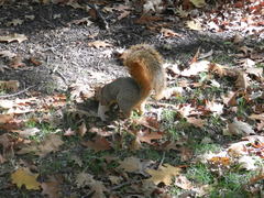 Sciurus niger