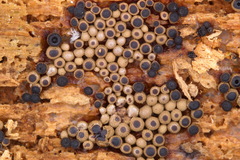 Cribraria argillacea