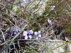 Viola decumbens scrotiformis