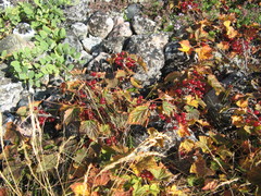 Ribes spicatum hispidulum