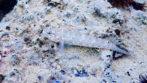 Bucchichs grondel (Gobius bucchichi) — Gobiidae — 3