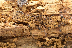 Cribraria argillacea