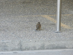 Passer domesticus