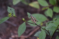 Sphenarium totonacum