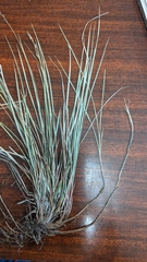 Carex lucorum