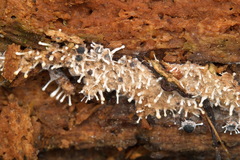 Cribraria argillacea