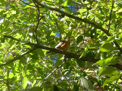 Turdus migratorius