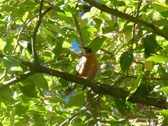 Turdus migratorius