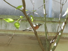 Turdus migratorius