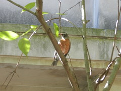 Turdus migratorius