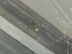 Steatoda triangulosa
