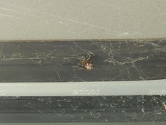Steatoda triangulosa