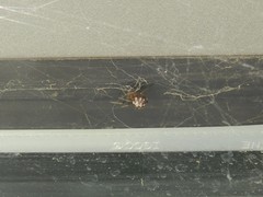 Steatoda triangulosa