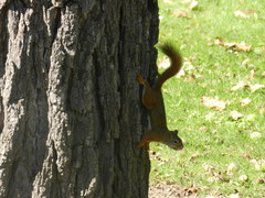 Tamiasciurus hudsonicus