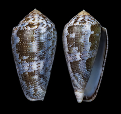 Conus barbara