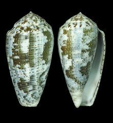 Conus barbara