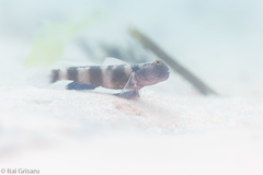 Cryptocentrus fasciatus