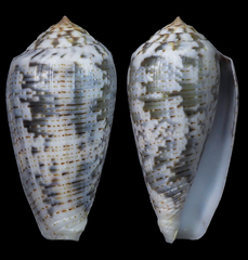 Conus barbara