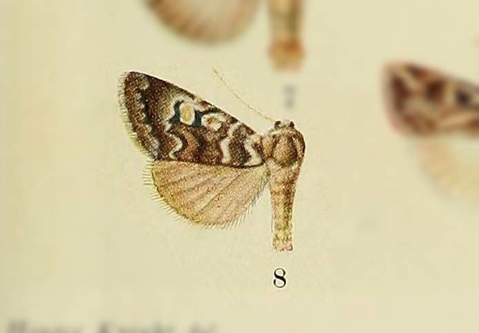 Xestia ornata