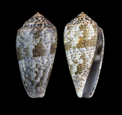 Conus barbara