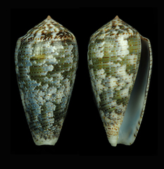 Conus barbara