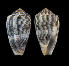 Conus barbara