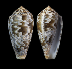 Conus barbara