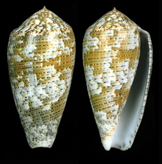 Conus barbara