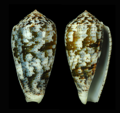 Conus barbara