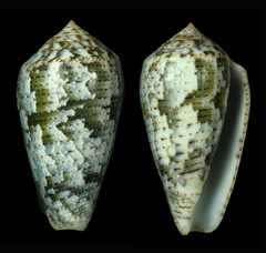 Conus barbara