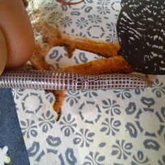 Amphisbaena silvestrii