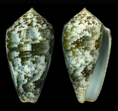 Conus barbara