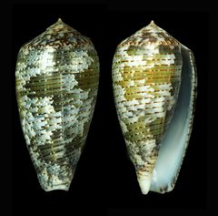 Conus barbara
