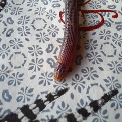 Amphisbaena silvestrii