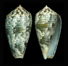 Conus barbara