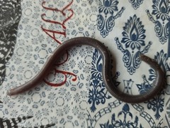 Amphisbaena silvestrii