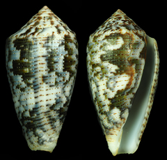 Conus barbara