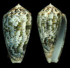 Conus barbara