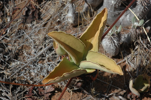 Kalanchoe synsepala